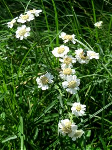 Sumpf-Schafgarbe (Achillea ptarmica) im Naturschutzgebiet „St. Arnualer Wiesen“