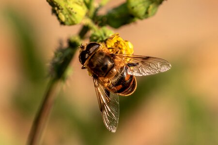 Eristalis tenax hover fly furry photo