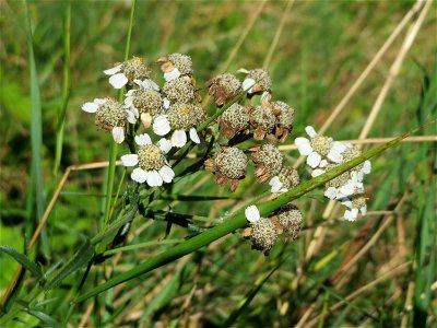 Sumpf-Schafgarbe (Achillea ptarmica) an der Saar bei Grosbliederstroff
Français :  Achillée sternutatoire