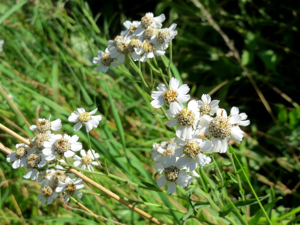 Sumpf-Schafgarbe (Achillea ptarmica) an der Saar bei Grosbliederstroff
Français :  Achillée sternutatoire