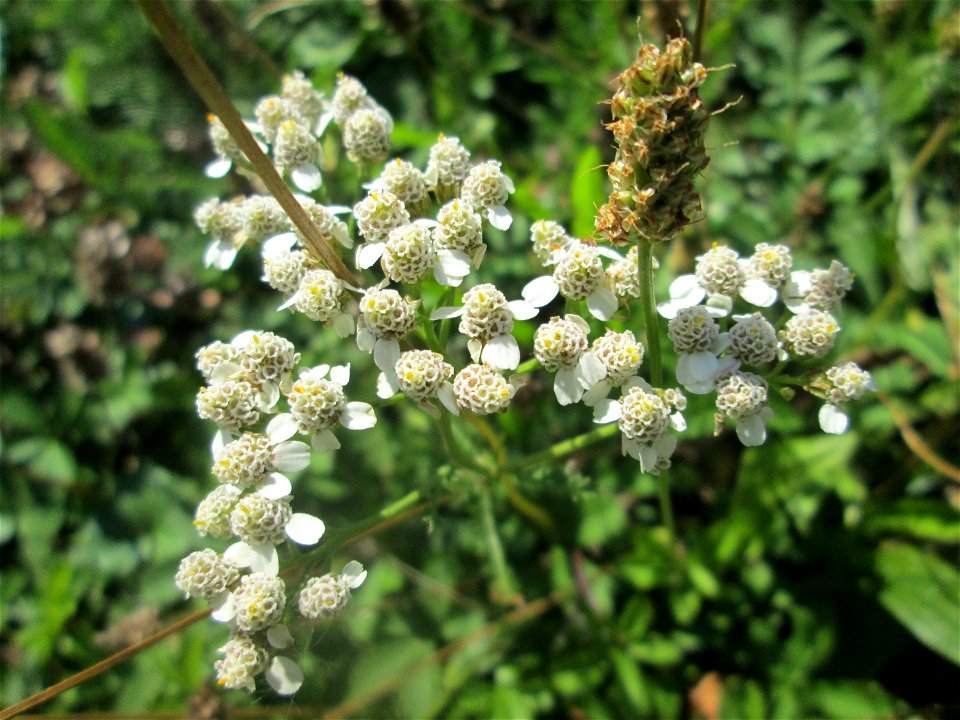 Sumpf-Schafgarbe (Achillea ptarmica) am Moscheeweiher im Schwetzinger Schlossgarten