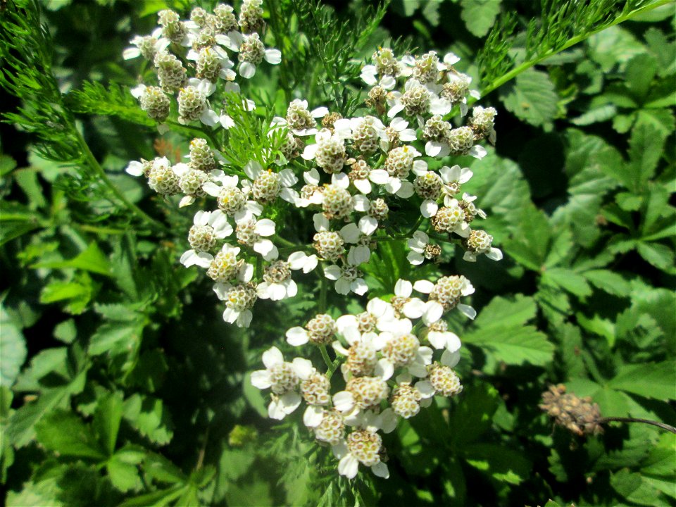 Sumpf-Schafgarbe (Achillea ptarmica) am Moscheeweiher im Schwetzinger Schlossgarten