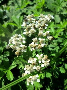 Sumpf-Schafgarbe (Achillea ptarmica) am Moscheeweiher im Schwetzinger Schlossgarten