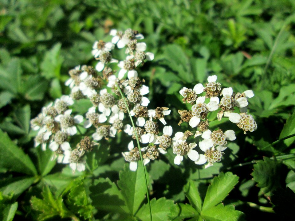 Sumpf-Schafgarbe (Achillea ptarmica) am Moscheeweiher im Schwetzinger Schlossgarten