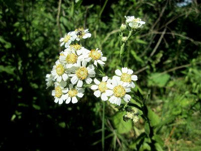 Sumpf-Schafgarbe (Achillea ptarmica) an der Saaraue in Güdingen