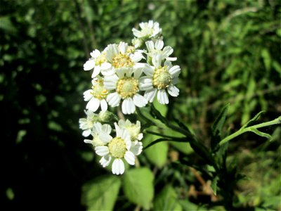 Sumpf-Schafgarbe (Achillea ptarmica) an der Saaraue in Güdingen