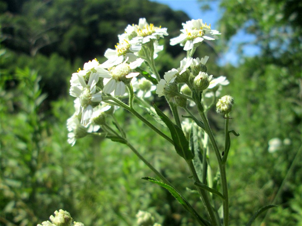 Sumpf-Schafgarbe (Achillea ptarmica) an der Saaraue in Güdingen