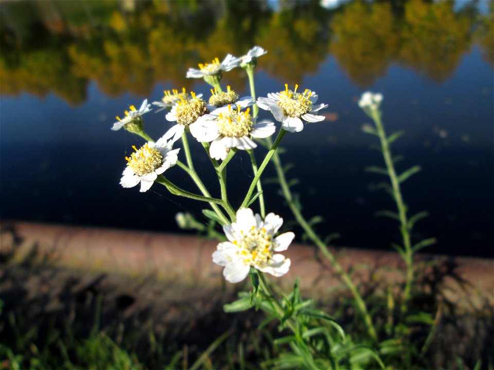 Sumpf-Schafgarbe (Achillea ptarmica) an der Saar in Saarbrücken