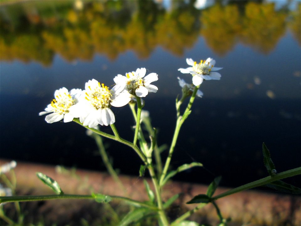 Sumpf-Schafgarbe (Achillea ptarmica) an der Saar in Saarbrücken