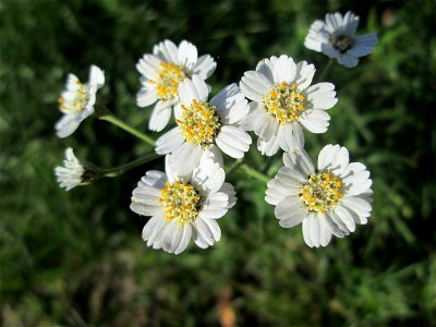 Sumpf-Schafgarbe (Achillea ptarmica) an der Saar in Saarbrücken