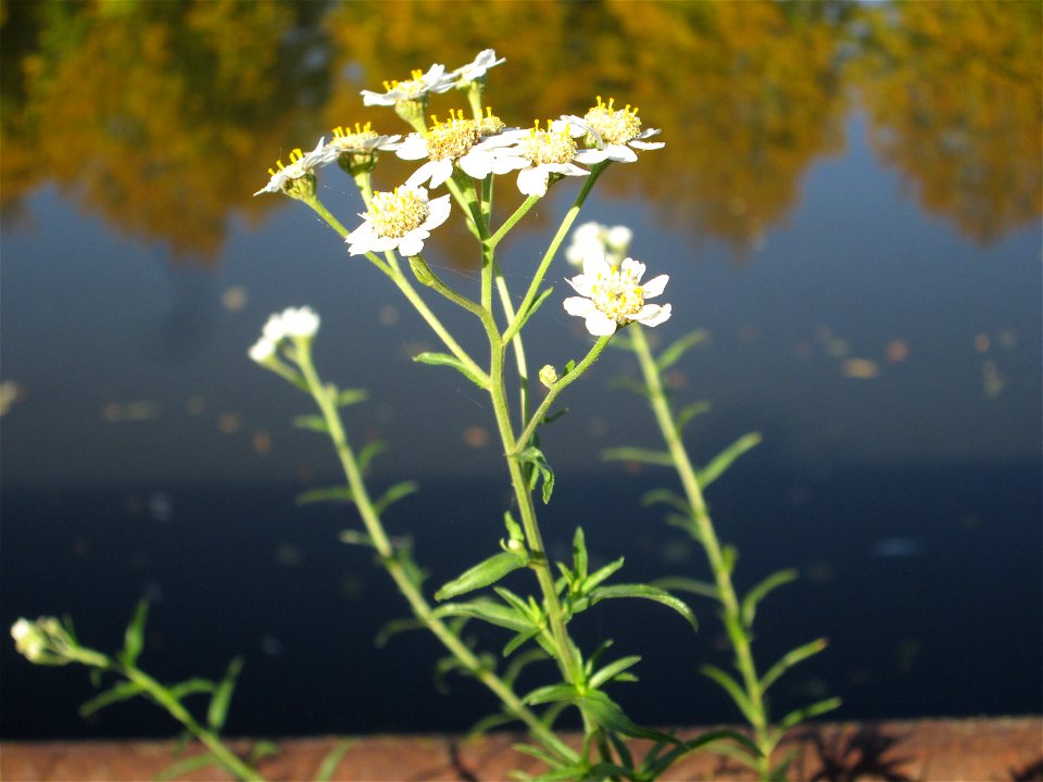 Sumpf-Schafgarbe (Achillea ptarmica) an der Saar in Saarbrücken
