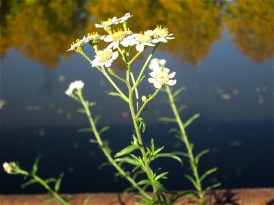 Sumpf-Schafgarbe (Achillea ptarmica) an der Saar in Saarbrücken