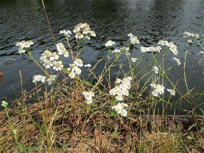 Sumpf-Schafgarbe (Achillea ptarmica) an der Saar in Saarbrücken