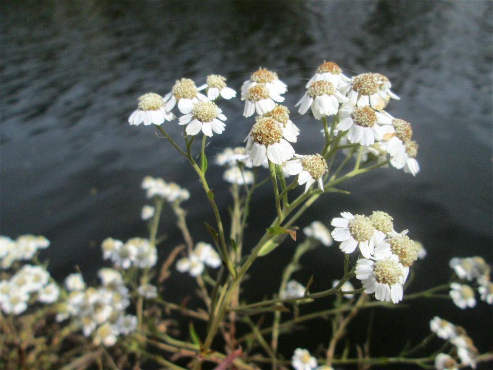 Sumpf-Schafgarbe (Achillea ptarmica) an der Saar in Saarbrücken