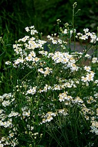 Sneezewort, Achillea ptarmica from Botanical Garden of Charles University in Prague, Czech Republic
