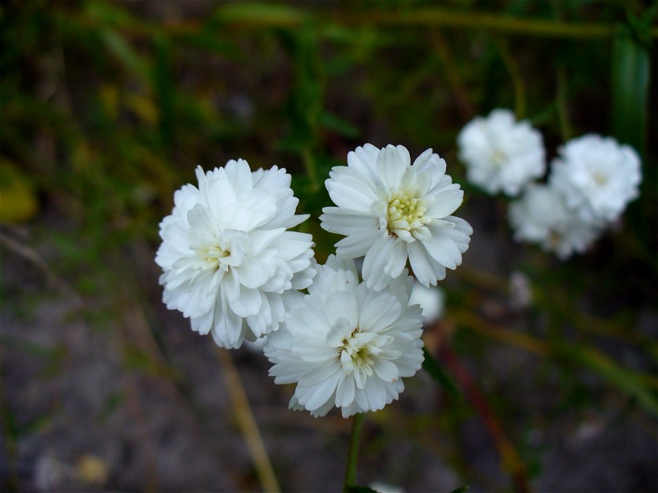 I am the originator of this photo. I hold the copyright. I release it to the public domain. This photo depicts flowers, probably of a double-flowered cultivar of sneezewort, Achillea ptarmica.