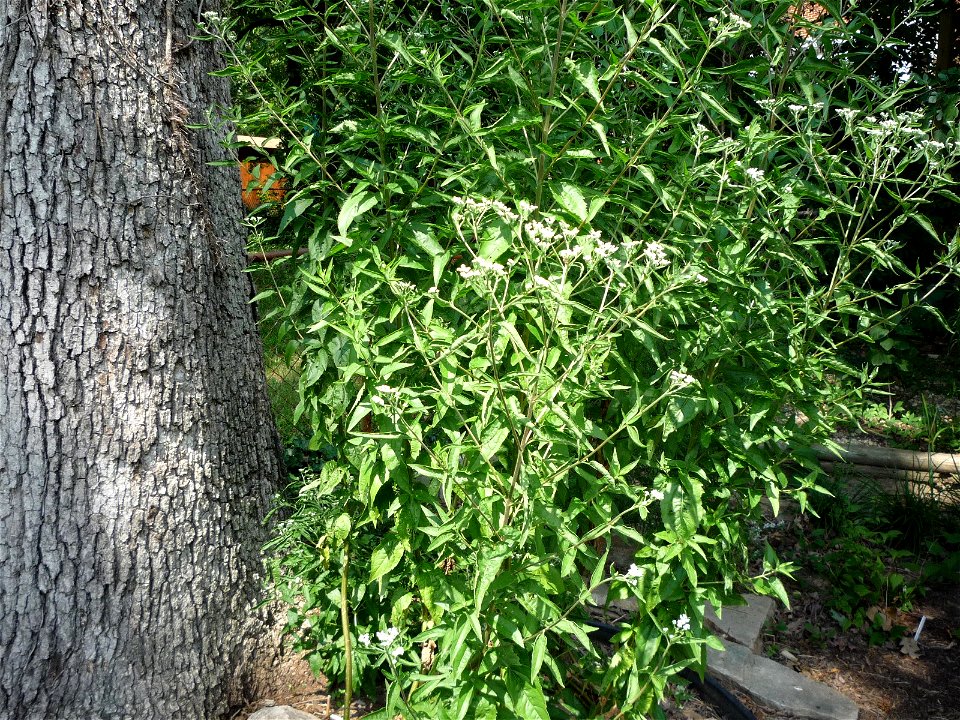 Eupatorium serotinum in cultivation, as the flowers are just starting to open, next to the trunk of a white oak (Quercus alba)