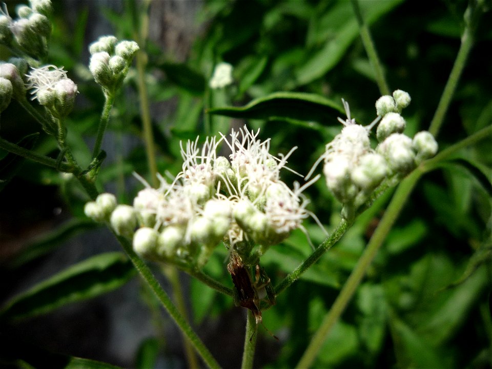 Flowers just starting to open, of Eupatorium serotinum in cultivation