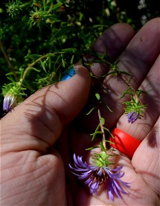 Aromatic Aster (Symphyotrichum oblongifolium) photo