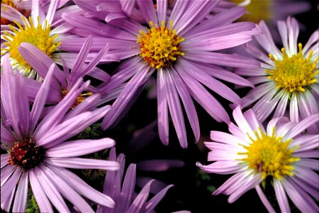 Image title: Aromatic aster Image from Public domain images website, http://www.public-domain-image.com/full-image/flora-plants-public-domain-images-pictures/flowers-public-domain-images-pictures/arom photo