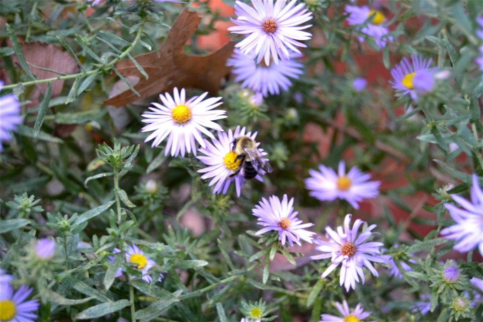 Aromatic Aster (Symphyotrichum oblongifolium)