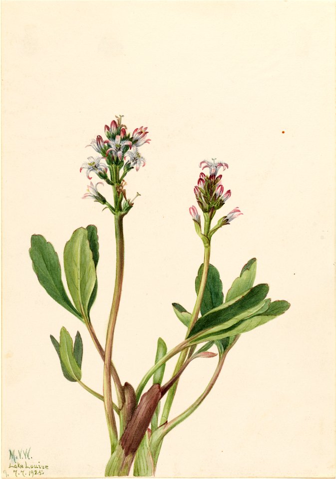 Bogbean (Menyanthes trifoliata)