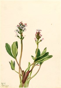 Bogbean (Menyanthes trifoliata)