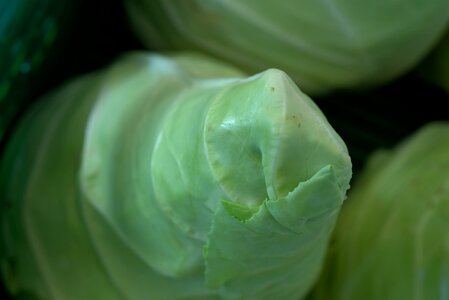 Green fresh cabbage photo