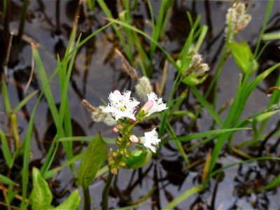 ミツガシワ[三槲][Menyanthes trifoliata]-花