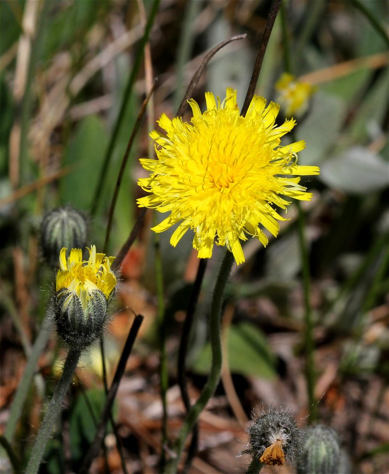 Mouse-ear hawkweed (Hieracium pilosella). Ukraine.