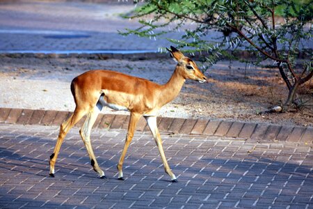 Wild animals south africa national park