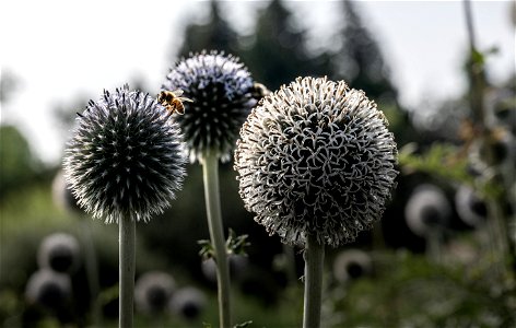 Echinops ritro. Jardin botanique Roger-Van den Hende, is a 6-hectare botanical garden managed by Laval University in Quebec, Canada. photo