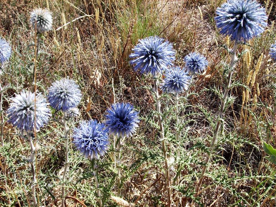 Echinops_ritro (Asteraceae, carduidoae)July 2006. Altitude 800 m in Castelltallat, Catalonia