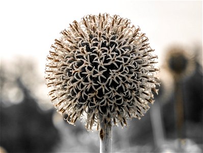 Close-ups of Echinops ritro flower. Jardin botanique Roger-Van den Hende, is a 6-hectare botanical garden managed by Laval University in Quebec, Canada.
