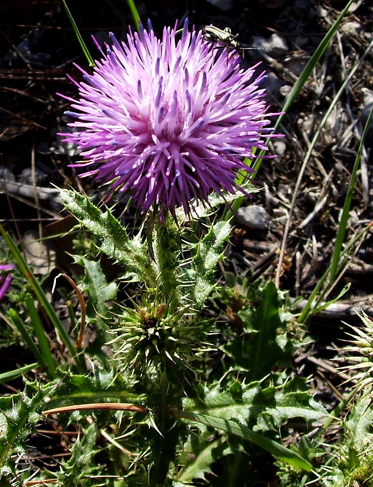 Echinops ritro in the wild, Castelltallat, Catalonia