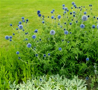 Kwitnący przegorzan kulisty (Echinops ritro)