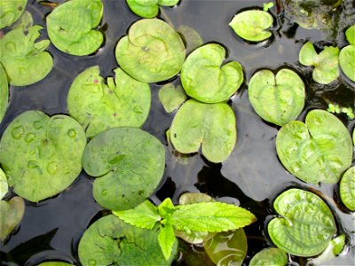 Europäische Seekanne (Nymphoides peltata) an der Saar in Saarbrücken
