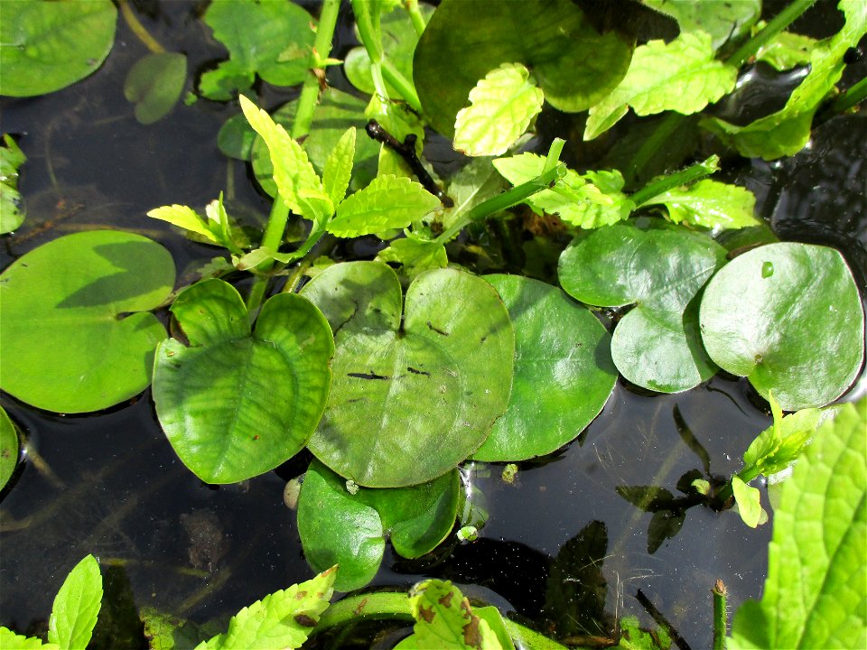 Europäische Seekanne (Nymphoides peltata) an der Saar in Saarbrücken