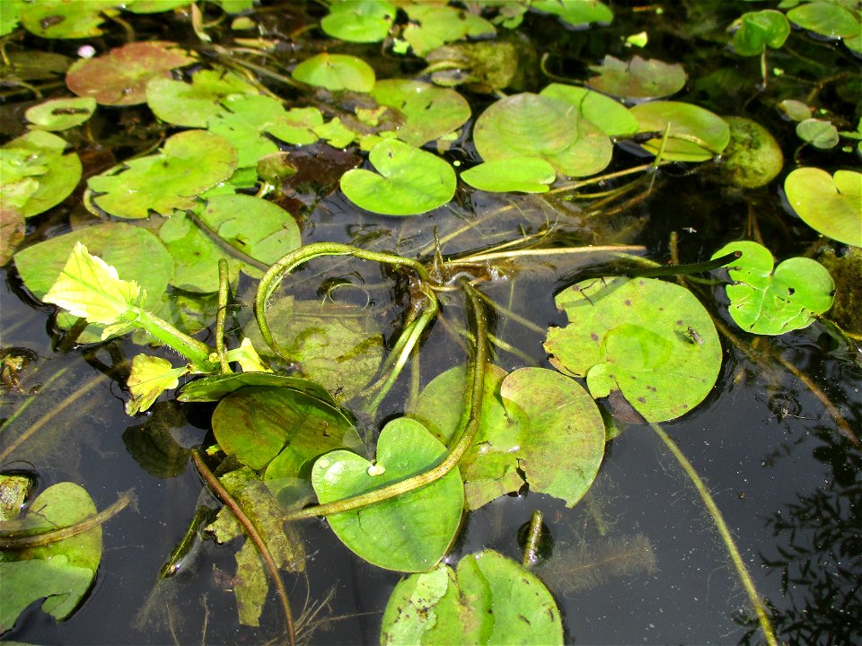 Europäische Seekanne (Nymphoides peltata) an der Saar in Saarbrücken
