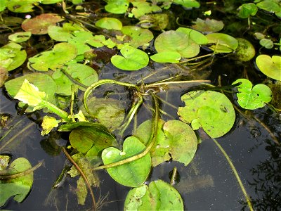 Europäische Seekanne (Nymphoides peltata) an der Saar in Saarbrücken