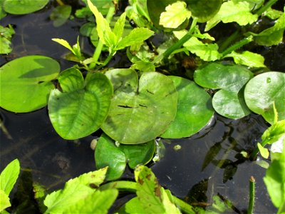 Europäische Seekanne (Nymphoides peltata) an der Saar in Saarbrücken