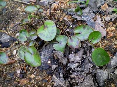 Nymphoides peltata(Terrestrial Form)