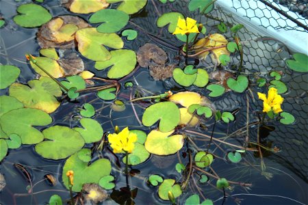 Nymphoides peltata from Botanical Garden of Charles University in Prague, Czech Republic