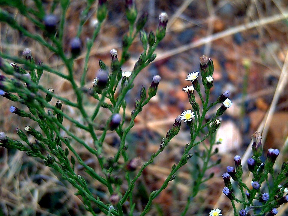 Aster squamatus flowers close up, Campo de Calatrava, Spain