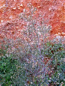 Aster squamatus habit, Dehesa Boyal de Puertollano, Spain photo