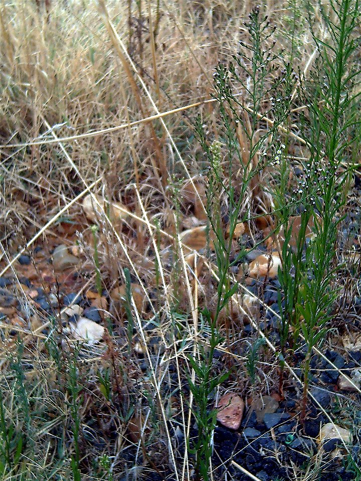 Aster squamatus habit, Campo de Calatrava, Spain