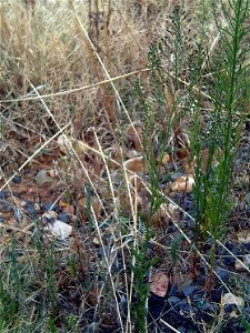 Aster squamatus habit, Campo de Calatrava, Spain