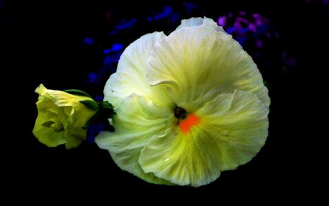 Spring nature colorful