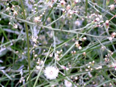 Aster squamatus flowers and fruits, Dehesa Boyal de Puertollano, Spain photo