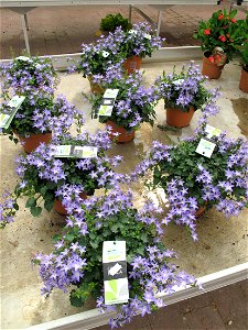 Campanula addenda (hybrid of Campanula portenschlagiana) for sale in a garden centre. Identified by its botanic label.